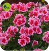 calliope rose eye